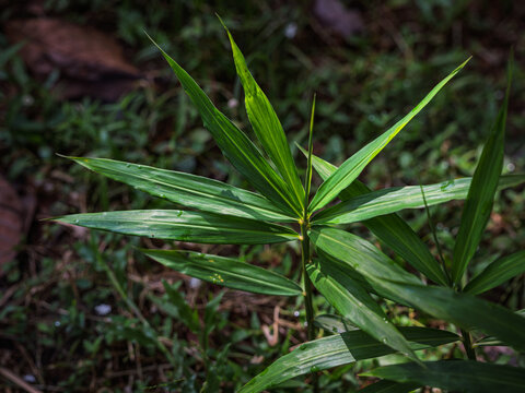 Fresh narrow green leaves of a Ginger (Zingiber officinale) plant growing outdoors in Kerala