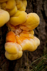 Vivid yellow fungus clusters grow densely on aged tree bark © Дмитро Ганжеєв
