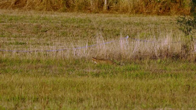 Chat forestier d&rsquo;Europe (Felis silvestris) bondissant sur un rongeur dans une prairie &agrave; Uxelles, Jura