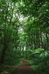 Fototapeta premium Bright summer sun shining through green tree canopy along quiet dirt forest trail