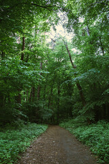 Fototapeta premium Serene forest walkway surrounded by thick leafy vegetation 