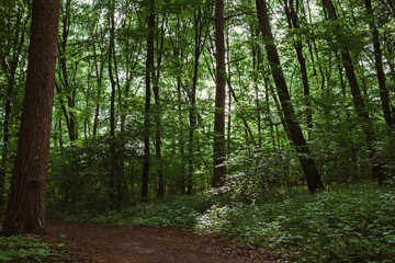 Obraz premium Natural clearing reveals layers of tree trunks and dense undergrowth 