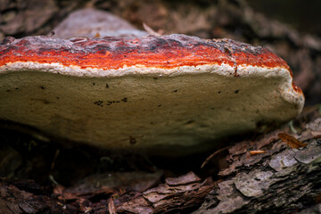 Bright orange margin and white porous underside of red belted conk bracket fungus