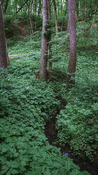 A narrow forest stream trickles quietly through thick green undergrowth