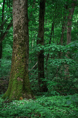 Fototapeta premium Whispers of old growth linger among moss-covered forest giants 