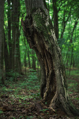Obraz premium A wounded tree bares its splintered scars in the silent forest 