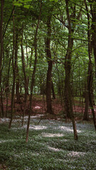 Obraz premium A hidden clearing glows where sunlight breaks through the ancient canopy