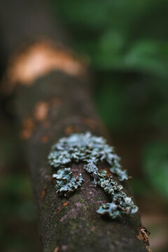 Ruffled lichen thalli create intricate natural patterns across dark decomposing bark 