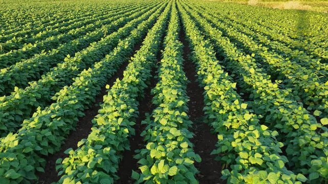 Close-up of vibrant green bean plant leaves in an agricultural field, illuminated by soft golden sunlight during sunset.