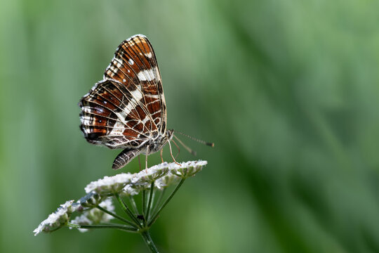 Close-up of a butterfly, a land map butterfly (Araschnia levana), perched on a white wildflower outdoors. The background is green.