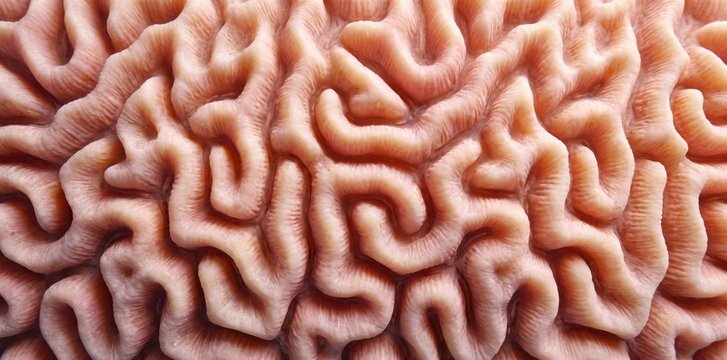 Close-up view of a brain coral surface, featuring intricate, winding, pale pink ridges and deep, shadowed grooves in a dense, organic, labyrinthine pattern