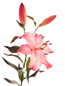 Pink lilies bloom gracefully against a clean white background. Several buds still closed promise more beauty. Dark green leaves contrast with delicate petals. This floral arrangement feels fresh