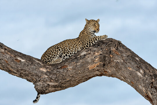 Leopard female resting in a tree in the late afternoon in Sabi Sands Game Reserve in the Greater Kruger Region in South Africa