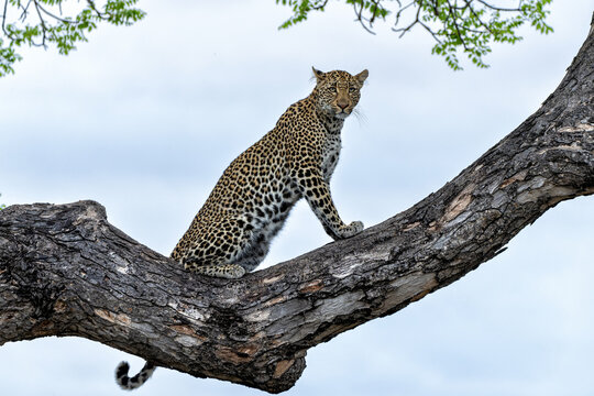 Leopard female resting in a tree in the late afternoon in Sabi Sands Game Reserve in the Greater Kruger Region in South Africa