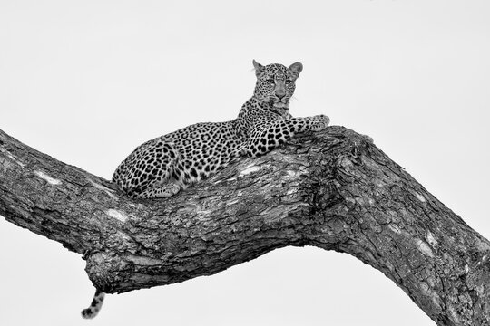 Leopard female resting in a tree in the late afternoon in Sabi Sands Game Reserve in the Greater Kruger Region in South Africa