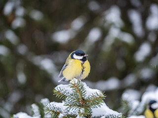 Cute bird Great tit, songbird sitting on the fir branch with snow in winter © Dmitrii Potashkin