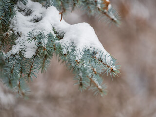 Green fir branches in winter covered with snow © Dmitrii Potashkin