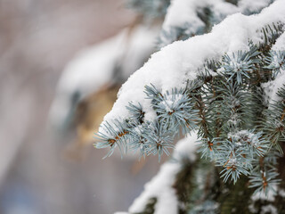 Green fir branches in winter covered with snow © Dmitrii Potashkin