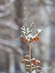 Green fir branches in winter covered with snow © Dmitrii Potashkin