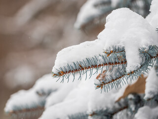 Green fir branches in winter covered with snow © Dmitrii Potashkin