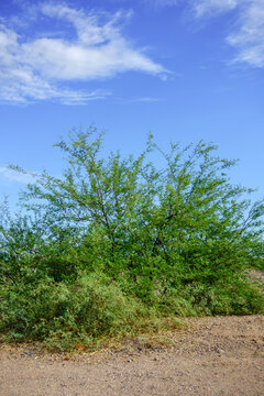 Mesquite bush or small tree with bright green leaves stands out against a deep blue sky, Phoenix, AZ