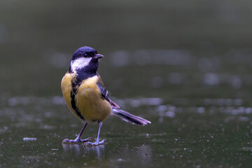 Great tit (Parus major) sitting in the winter in the forest in  the Netherlands © henk bogaard