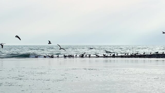 Seagulls flying against the bright sky. Flock of birds flies in strong winds over the sea surface