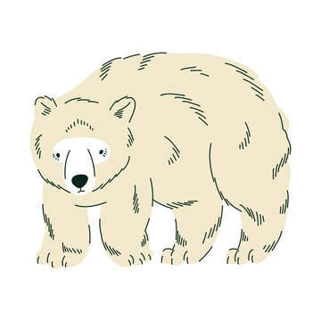 Fluffy polar bear illustration with soft cream fur for Arctic wildlife education, children books, nursery decor, winter posters, animal cards and polar nature themed projects. Vector illustration