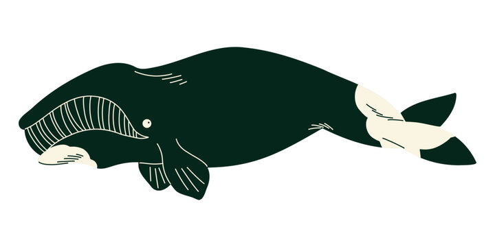 Bowhead whale illustration with dark streamlined body for Arctic marine education, children books, ocean posters, nursery decor, animal cards and polar wildlife projects. Vector illustration