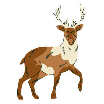 Arctic reindeer illustration with antlers and warm brown coat for wildlife education, children books, winter posters, animal cards, nature stationery and northern themed designs. Vector illustration
