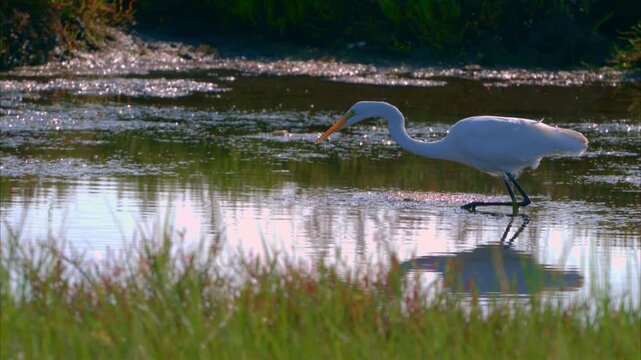 A great egret walks through a shallow freshwater wetland, its long neck extended as it searches the water for fish and other small prey.