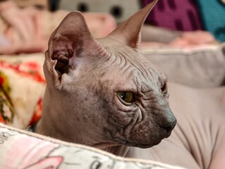 A close-up of a cat lying on a bed, looking relaxed © Fotograf