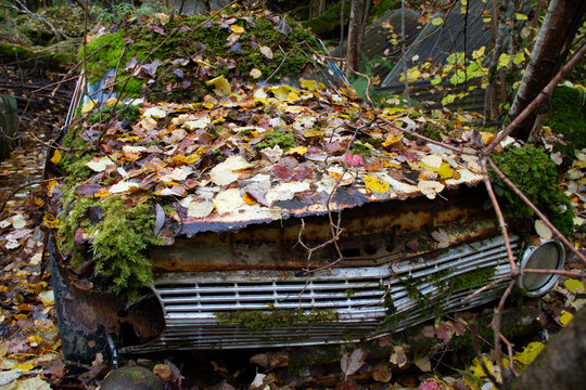 Rusty abandoned car covered with moss and autumn leaves