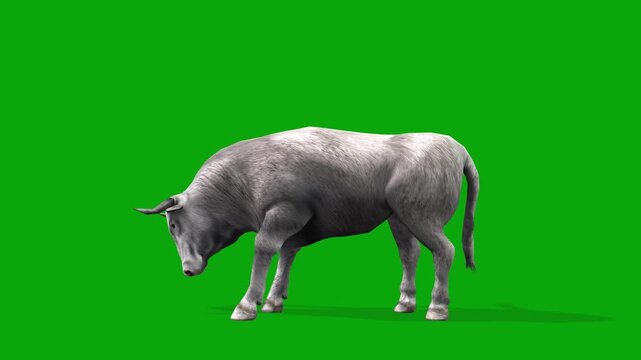 Realistic White Spanish Bull Eating on Green Screen, 3D Cattle Animation, Farm Livestock Feeding, 4K Chroma Key Stock Footage