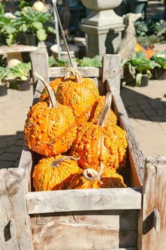 variety of pumpkins in wooden boxes are sold at the market on Thanksgiving Eve.