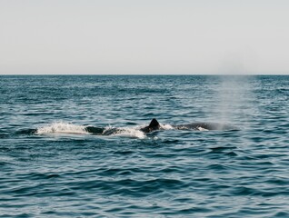 Blue whale surfacing in the ocean and releasing a powerful spout of air through its blowhole, viewed from above.  © Kamal