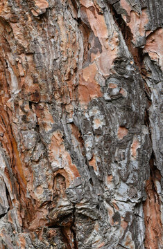 Commercial nature photography of a textured pine tree bark macro background with warm reddish tones