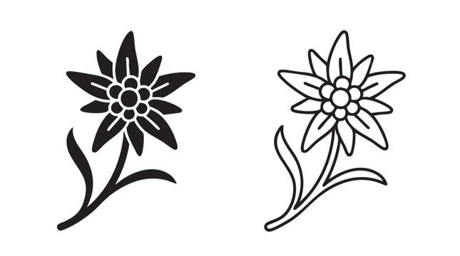 edelweiss flowers line art, botanical illustration