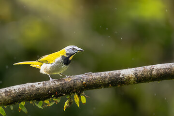 Obraz premium Golden-hooded tanager perched on a branch in the rain, wild Stilpnia larvata bird portrait in the lush tropical rainforest of Costa Rica.