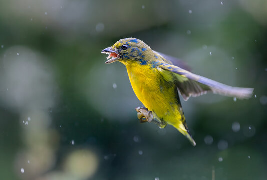 Immature male Painted Bunting (Passerina ciris) in flight during a rain shower, Puntarenas, Costa Rica.