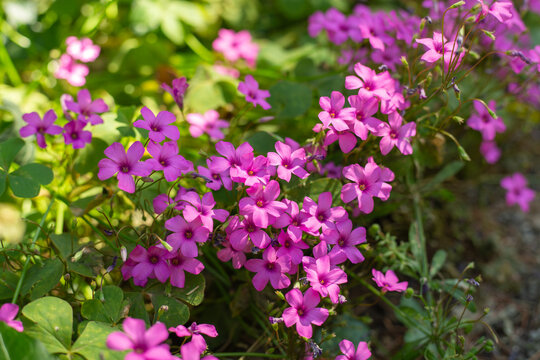 Oxalis, rhizomatous wood sorrel. A perennial, rhizomatous, ground-covering herbaceous plant with semi-evergreen foliage.Selective focus 