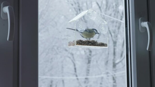 A titmouse lands lightly on the window feeder and begins eating seed. Snow-covered branches behind the glass add a serene stillness to the frame.