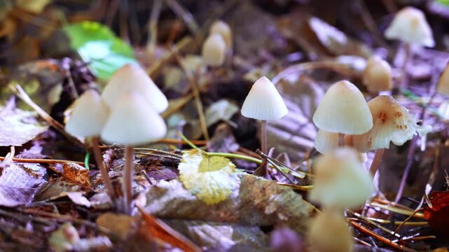 Wild Forest Mushrooms with White Toadstools Among Woodland Vegetation. Contrasting fungal species in their natural habitat highlighting delicate textures colorful caps and organic growth patterns