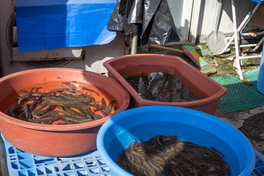 Live freshwater Korean pond loaches swimming inside colorful plastic basins for sale at outdoor traditional local market in sunlight.