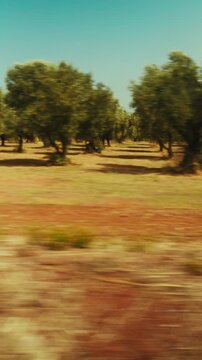 Olive trees in Calabria, ready for extra virgin olive oil production juice