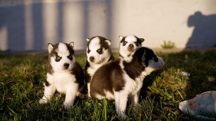 Four siberian husky puppies with blue eyes sitting on green grass in golden hour sunlight, one looking away, shallow depth of field © Ruslan