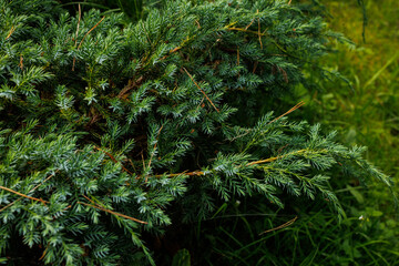 Juniper evergreen branches with green needles close up © Iryna Miadzvedzeva
