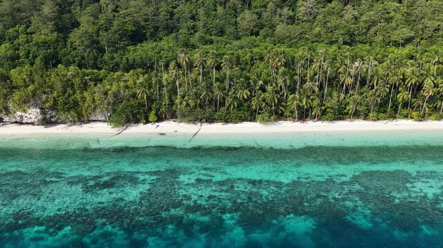 A healthy coral reef grows along a palm lined beach on Maratua Island off the coast of East Kalimantan, Indonesia. This is part of the Derawan Islands which harbor spectacular marine biodiversity.