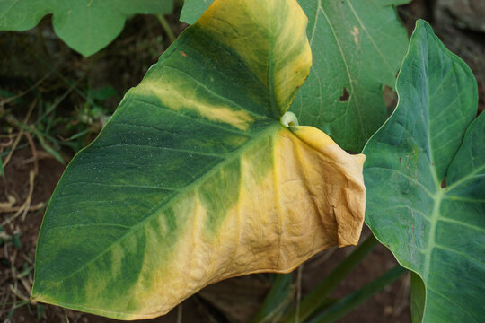 Macro photo of a taro plant leaf showing the gradient texture transition from a healthy dark green to a wilted, brownish yellow color on the surface.