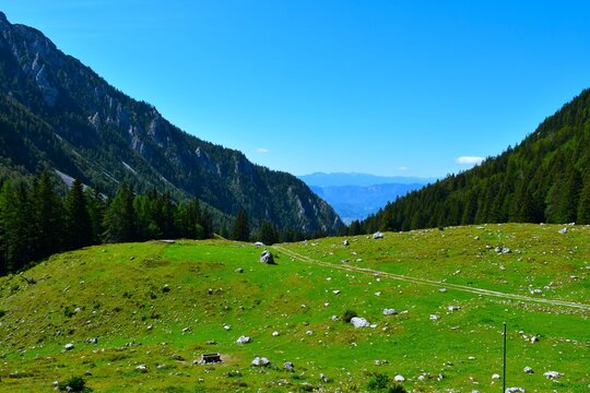 Green pasture at a mountain valley at Zelenica with forest covering the slopes in Karavanke, Gorenjska, Slovenia